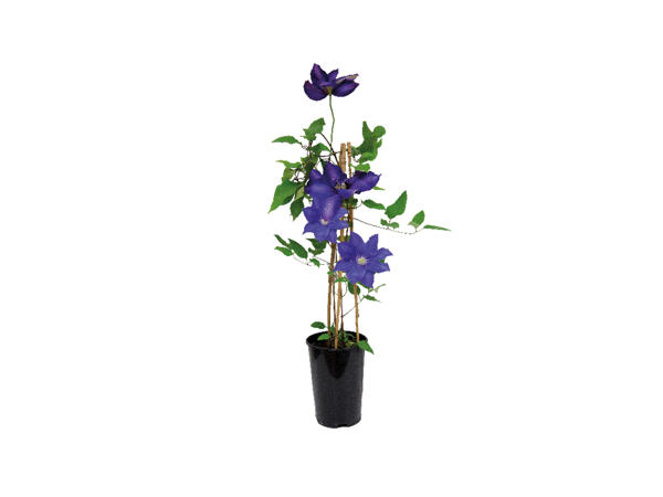 British Clematis1