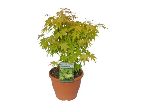 Extra Large Japanese Maple