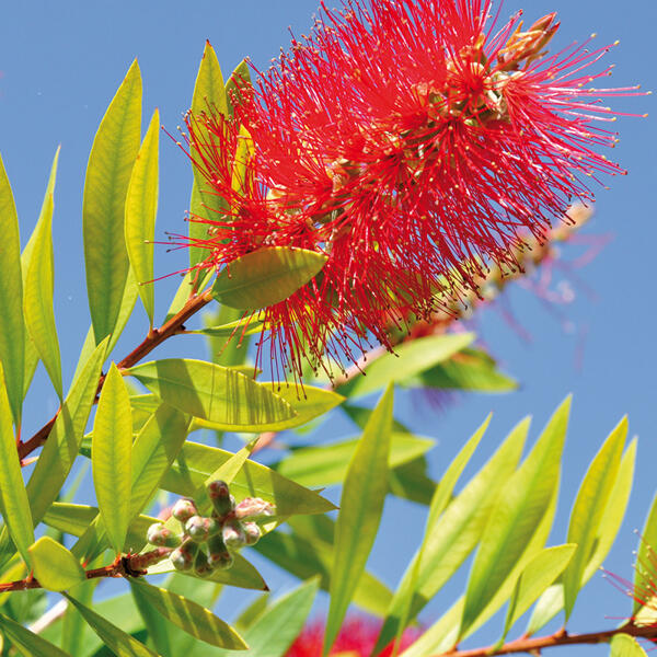 Zylinderputzer "Callistemon" XL