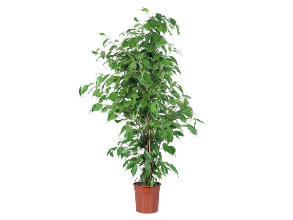 Large Green House Plants