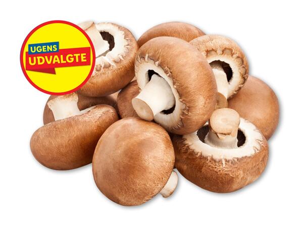 Økologiske danske brune champignoner