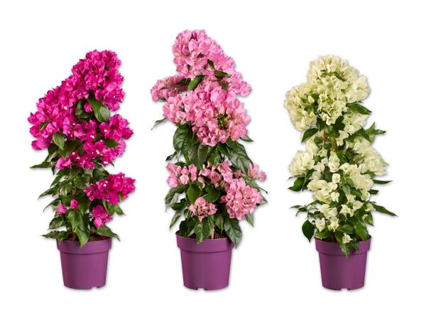 Bougainvillea (Drillingsblume)
