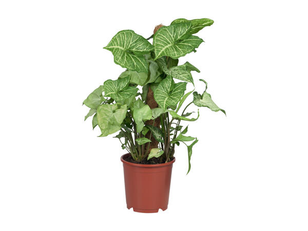 Green Plants
