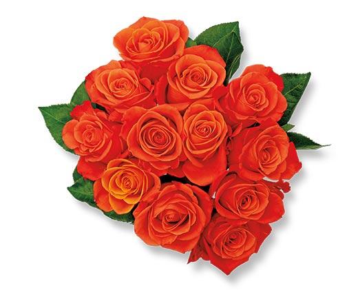 12 Stem Rose Bouquet Assorted Colors