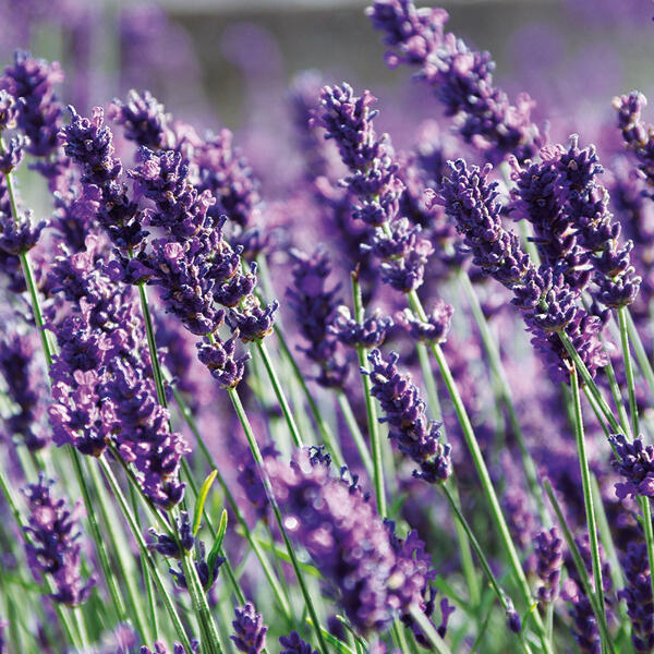 Lavendel