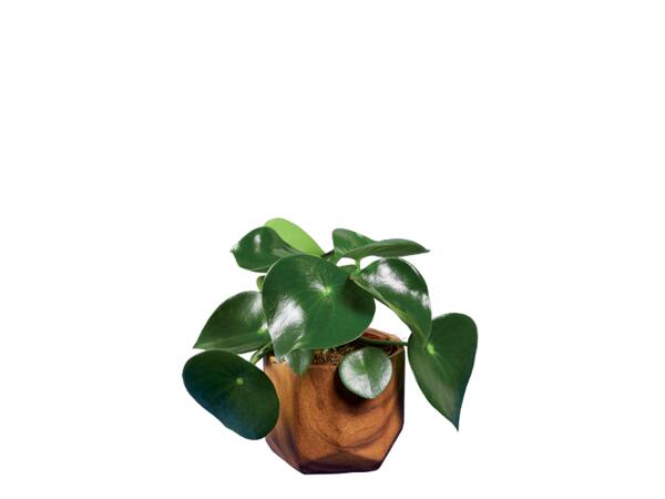 Greenplants