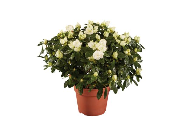 Azalea