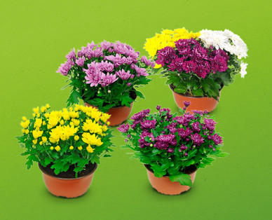 Sommerchrysanthemen-Schale