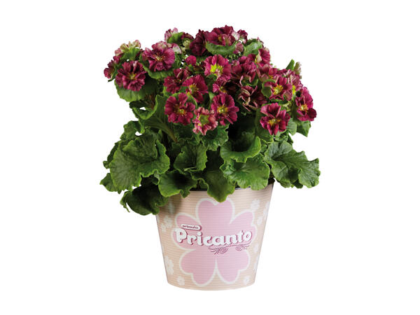 Primula Pricanto