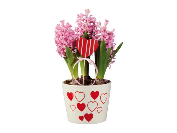 Hyacinths