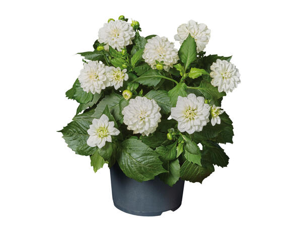 Dahlia ou zinnia