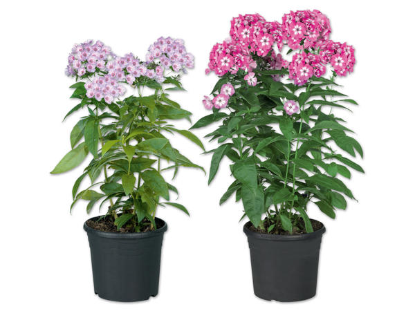 Phlox Paniculata