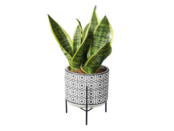 Easy Care Houseplant