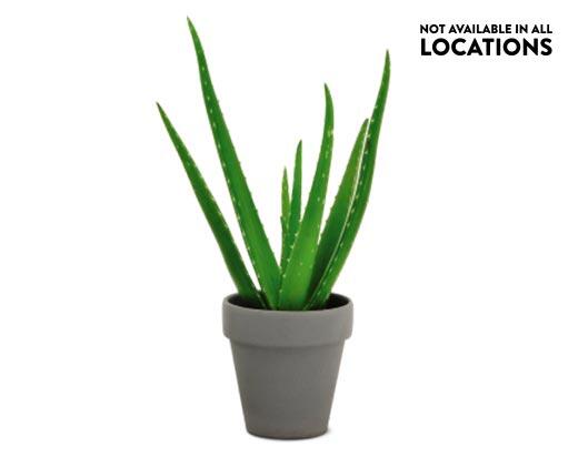 Aloe Vera Plant