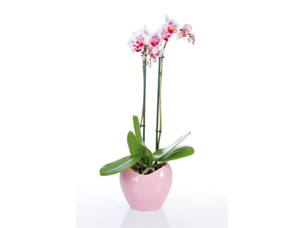 Phalaenopsis in Keramiktopf