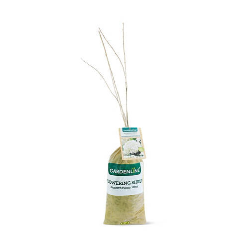 Flowering Shrub - Assorted Varieties