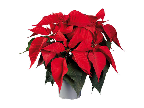 Poinsettia