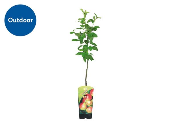 Dwarf Fruit Trees