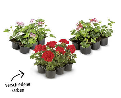 Pelargonie