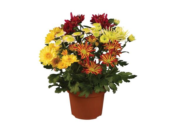 Chrysanthemum Bouquet Mix