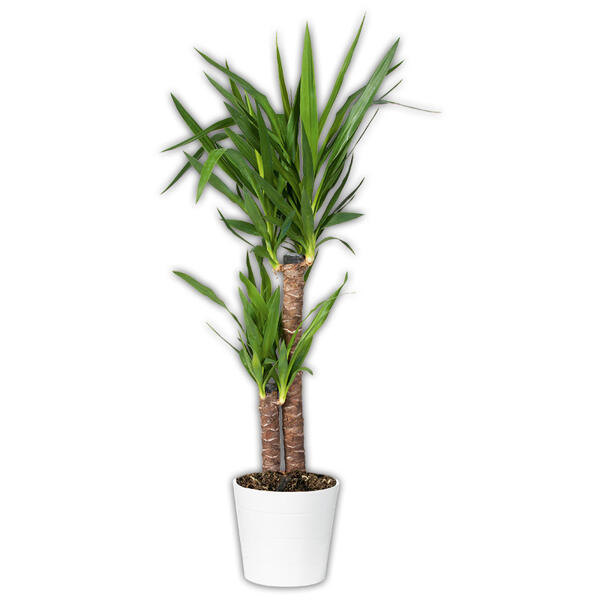 Grünpflanze XL