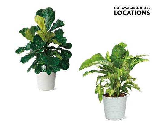 10" Foliage Assorted Varieties