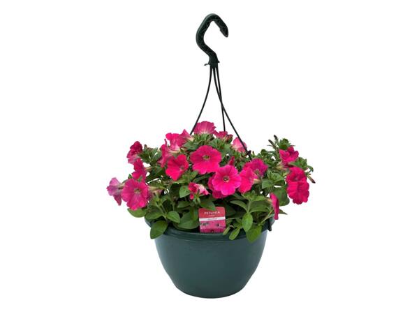 Flowering Hanging Baskets