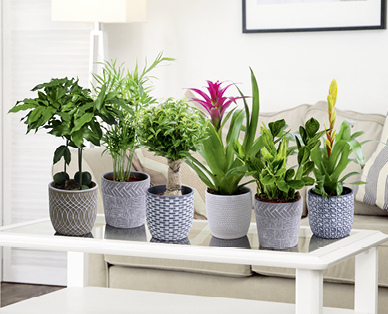 Plantes d'intérieur dans un pot aspect pierre