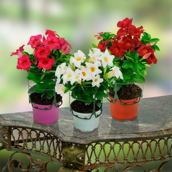 Dipladenia