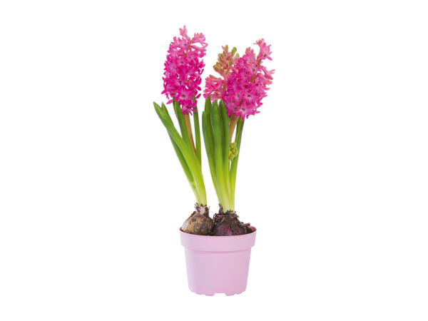 Bulbs