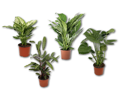 Plante énergétique Feng Shui