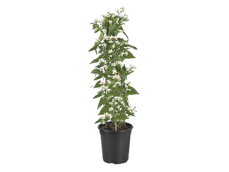 Jasmine Nightshade