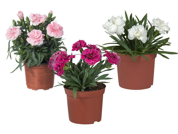 Carnations