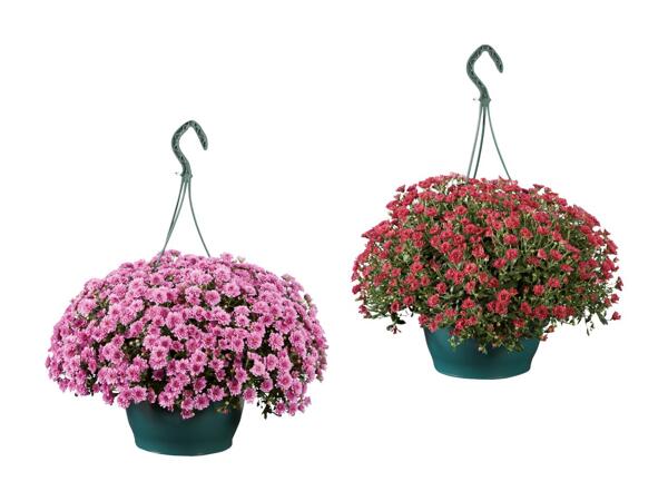 Krysantemum "Skyfall"