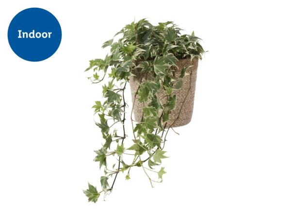Plants in Jute Pots