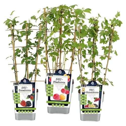 Obstpflanzen Duo/Trio auf Spalier