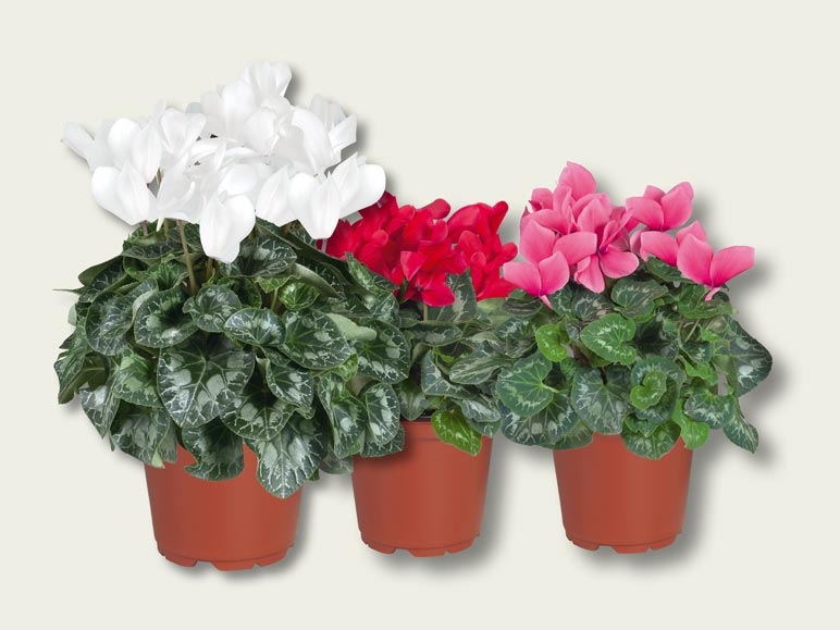 Cyclamen XXL (dès 29.9.)
