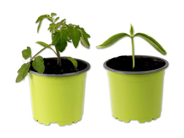 Bio-Tomaten Rarität