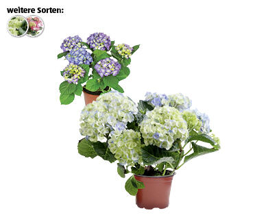 HORTENSIE