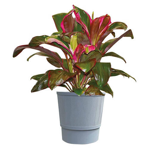 10" Foliage Plant - Assorted Varieties