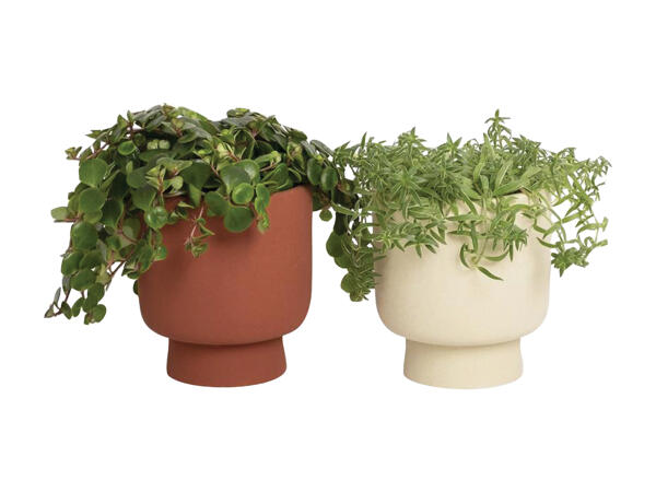 Grøn plante i keramik