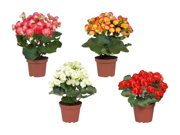Bégonias