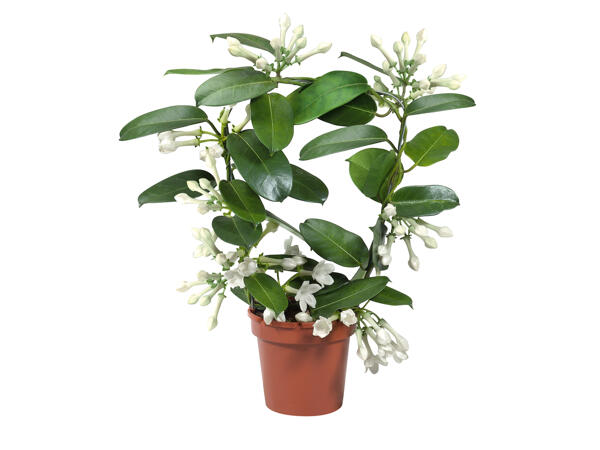 Jasmine and Stephanotis
