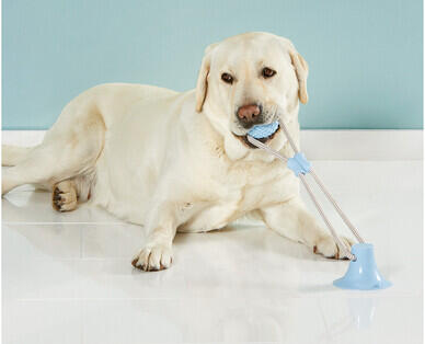 Active Pet Toy Assortment