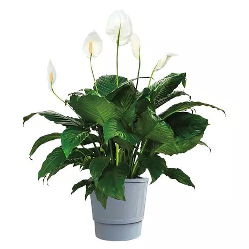 10" Foliage Plant - Assorted Varieties