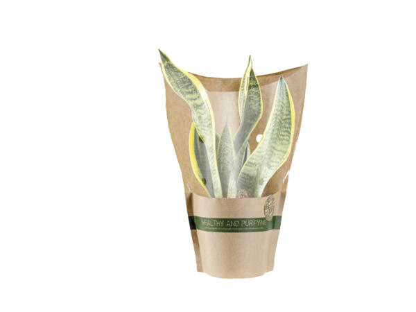 Air Purifying Plant