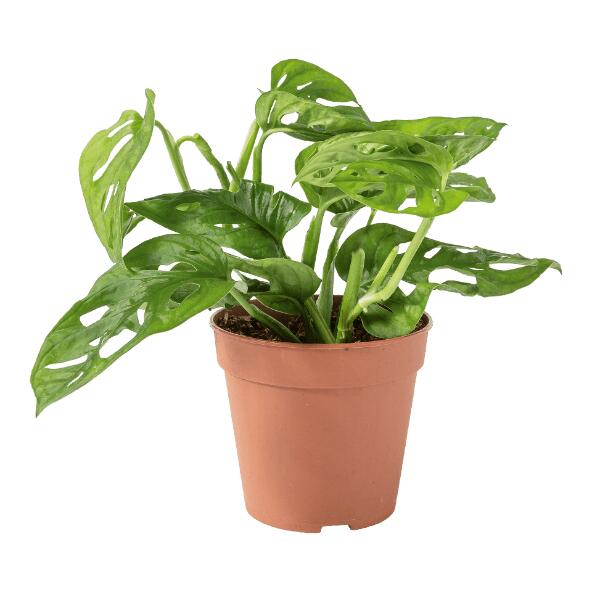 Groene plant