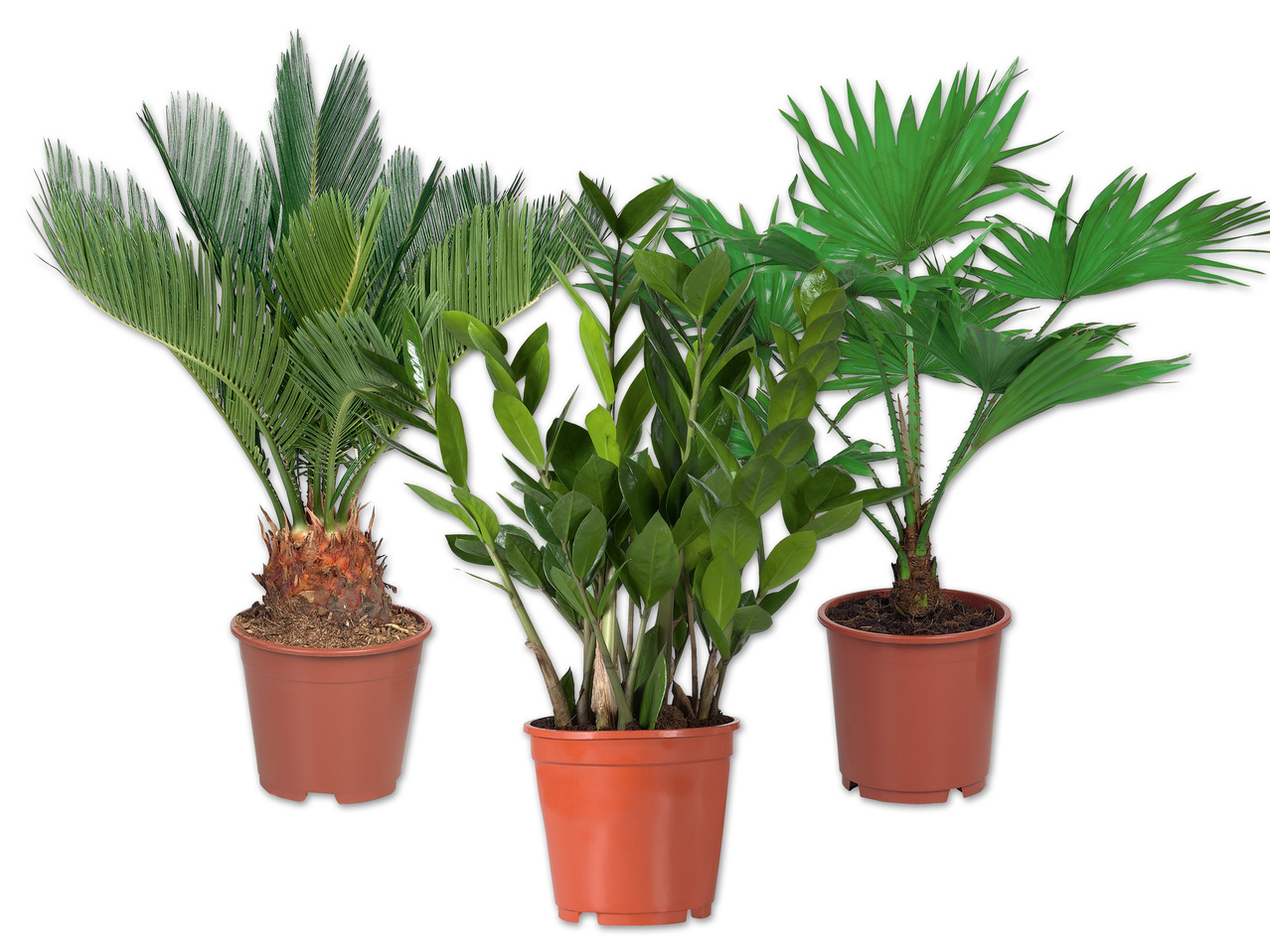 Exklusive Palme