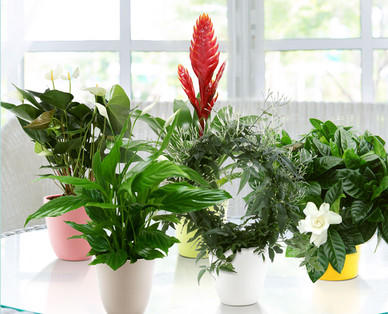 Exotisches Pflanzensortiment