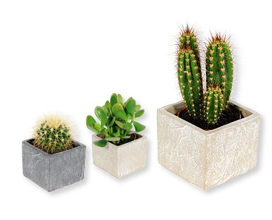 Cactus dans un cache-pot